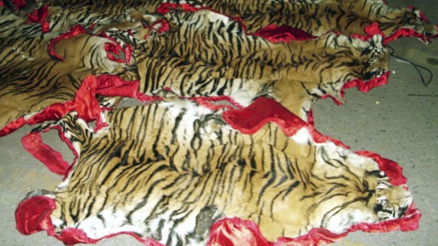 Tiger skins are laid on the floor after they were seized in Kota Star