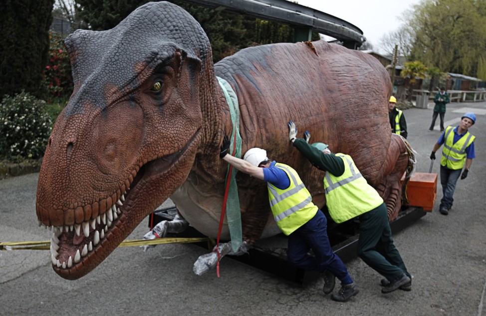 Workers move a giant Tyrannosaurus Rex model into position at Chester Zoo