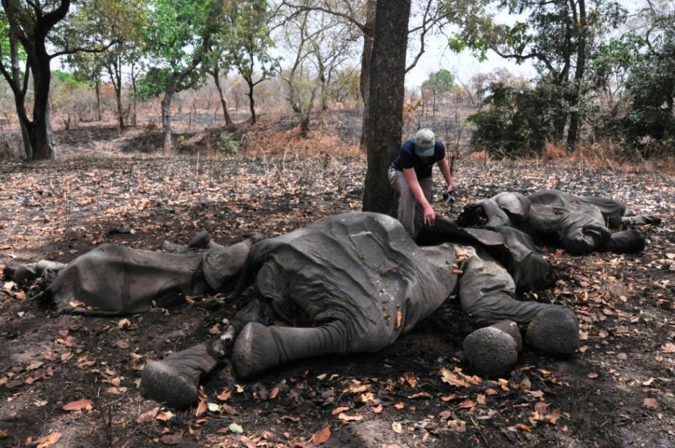 Elfenbeinjäger töten ohne Erbarmen