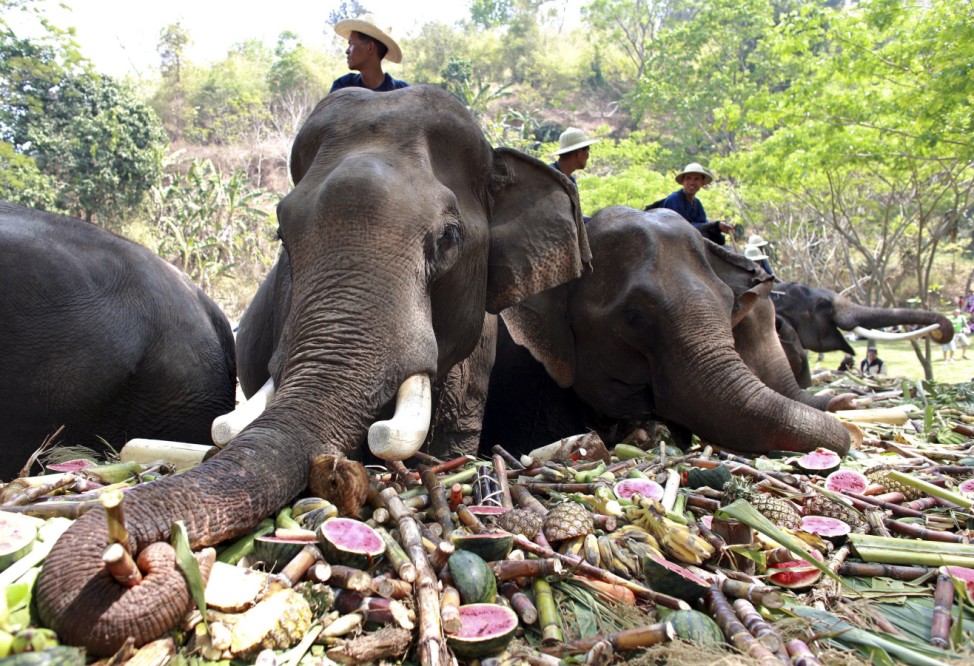 Elephant buffet banquet to mark the national Thai Elephant Day in