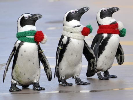 Pinguine in Tokio;AFP