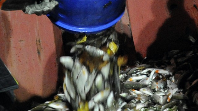 Behörden untersuchen Fischsterben in der Alz
