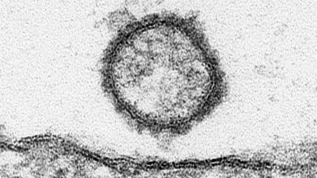 Überträger des Schmallenberg-Virus identifiziert