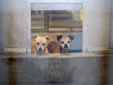 "Paris-Hilton-Syndrom": Chihuahuas füllen Tierheime;AFP