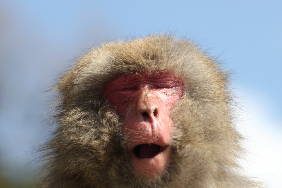 Japanese Macaques Suffer Hay Fever