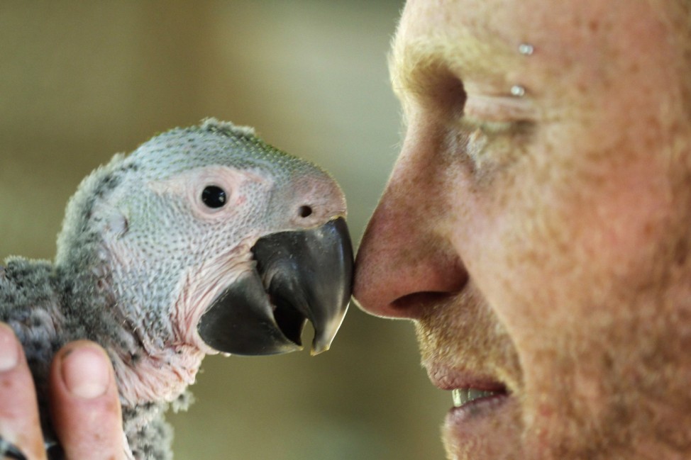 Chris Castles looks at a baby great green macaw at a nursery of the ARA Project in Alajuela