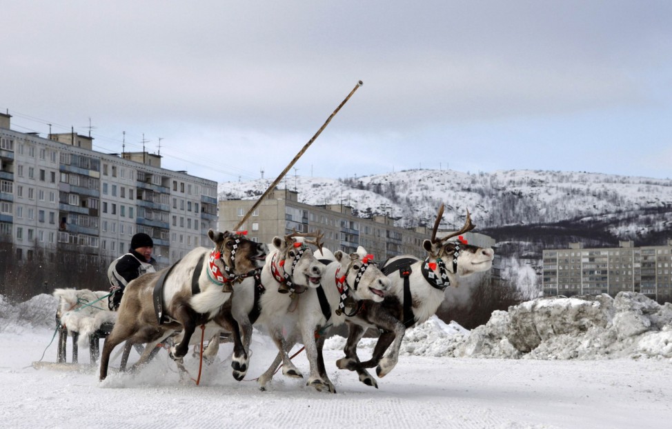 A competitor guides a reindeer team during a reindeer race at the Festival of the North in Murmansk