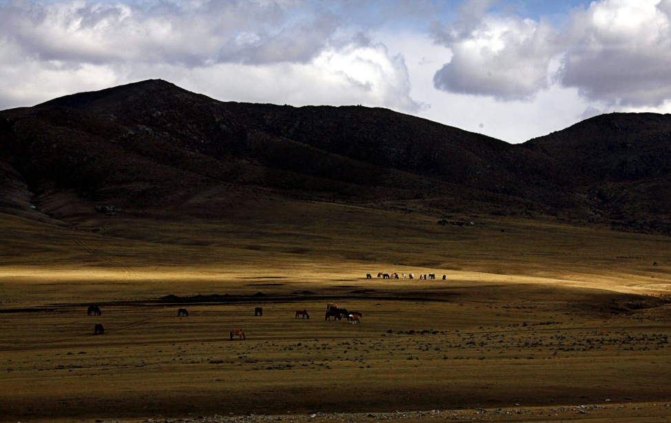 Horses graze on grasslands located around 200km (62 miles) south-west of the Mongolian capital city Ulan Bator