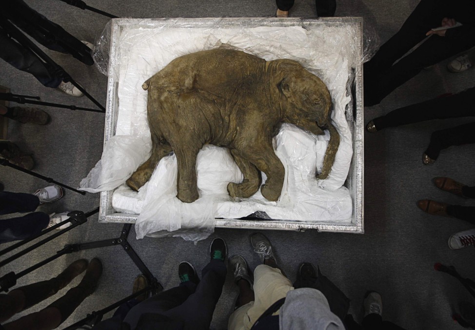 The carcass of a well-preserved baby mammoth, named Lyuba, is seen during a media preview in Hong Kong