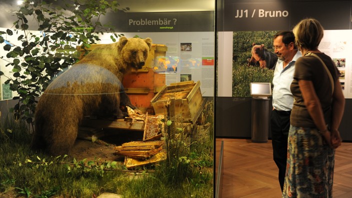 Braunbären: "Problembär" Bruno landete ausgestopft im Münchner Museum Mensch und Natur.