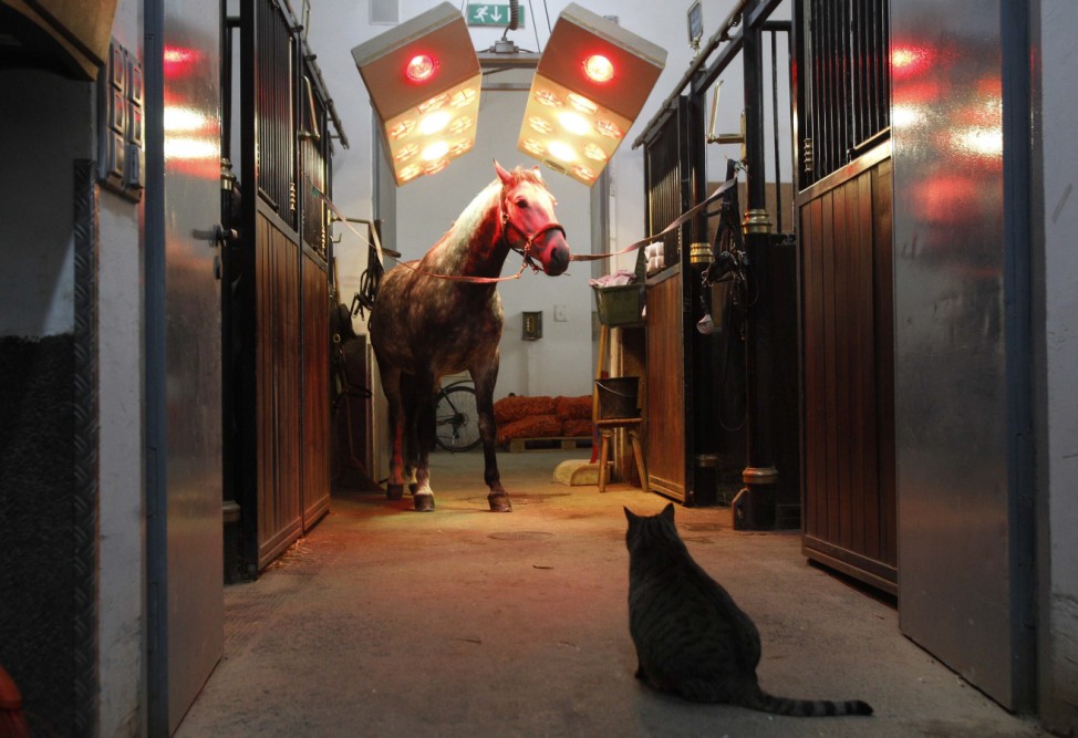 A cat looks at Lipizzaner horse 'Alea' as it stands under a solarium at the stables of the Spanish Riding School in Vienna