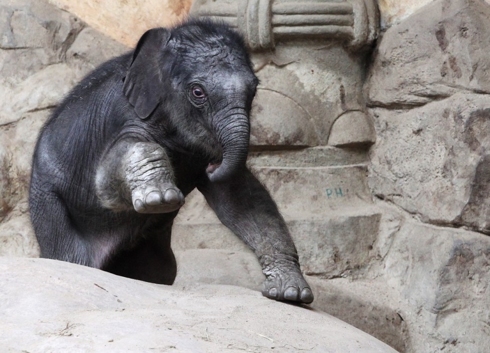 Baby Elephant Born At Hamburg Zoo