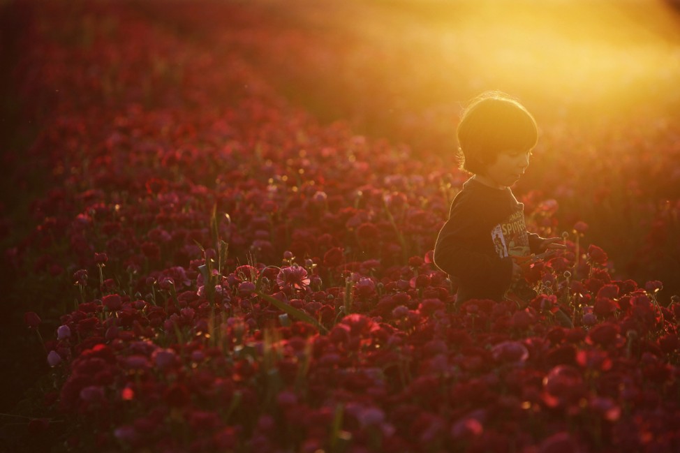 A boy picks buttercup flowers in a field near the southern town of Kiryat Gat