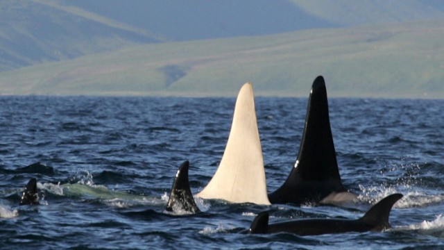 Einzigartiger Wal gefilmt: Die Finne des weißen Orcas vor den Kommandeurinseln östlich von Kamtschatka. Es ist nicht der erste weiße Schwertwal, der entdeckt wurde. Aber dieser Orca ist bereits mindestens 16 Jahre alt.