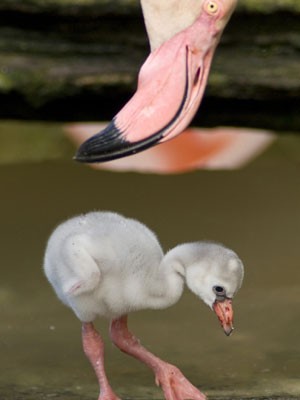 Bildstrecke, Flamingo, Nachwuchs