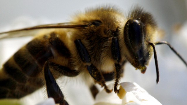 Hier friedlich, aber potentiell eine Gefahr: die Biene.
