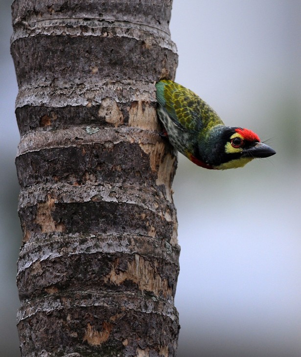 A Coppersmith Barbet piping from her nest for predator birds