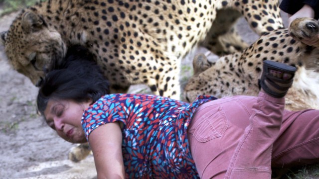 Tierbeobachtung in Südafrika: Kurz darauf plötzlich der Angriff: Während die Schottin von den beiden Geparden attackiert wird, fotografiert ihr Mann Archie einfach weiter.