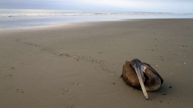 An den Stränden im Norden Perus liegen tote Tiere, darunter mindestens 5000 Pelikane.
