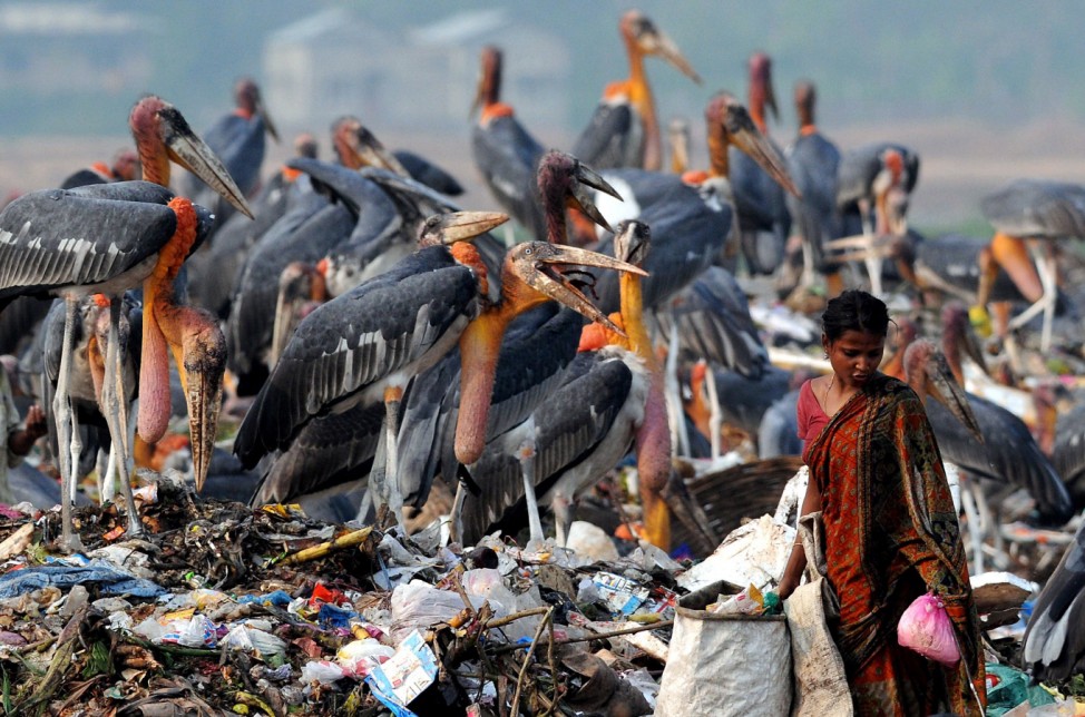 Greater Adjutant Storks at a dump in Guwahati