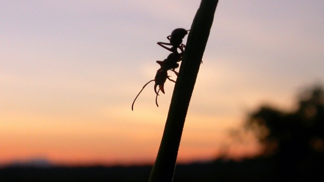 Ant of genus Ectatomma forages at Project Amazonas field station in Peru at sunset