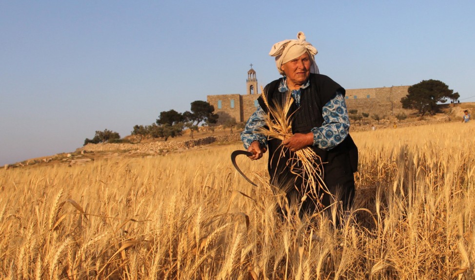 75-year-old Palestinian farmer Amena Esawe harvests wheat by hand