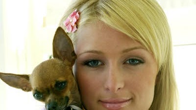 VIP-Klick: Paris Hilton: Das "Paris-Hilton-Syndrom" geht um in den Tierheimen: So ein Achselhündchen will keiner mehr haben