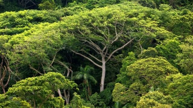 Regenwald Abholzung Brasilien Umweltschutz Klima