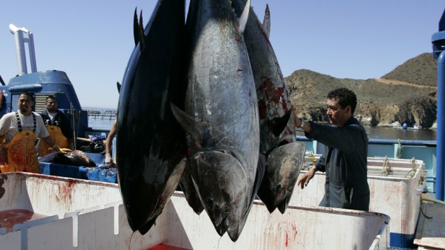 Folgen der Atomkatastrophe Fukushima: Blauflossen-Thunfische auf einem Archivbild von 2007: Vor der US-Küste sind die Fische mit Radioaktivität belastet.