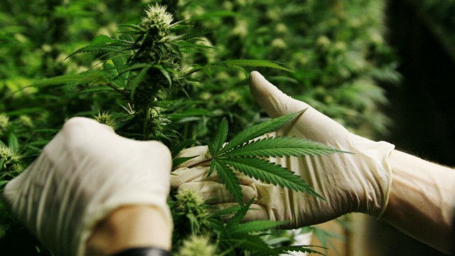 Riesige Cannabis-Plantage entdeckt