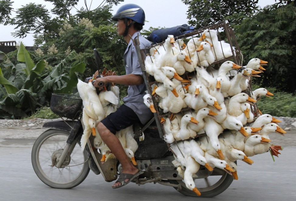 Man transports ducks on a motorcycle to a market in Nam Ha province