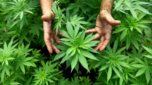 Linke fordern Cannabis-Clubs