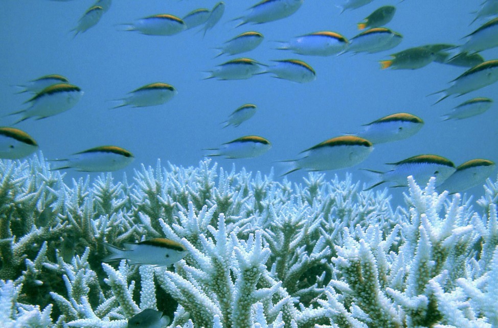 Corals are seen at the Great Barrier Reef in this January 2002 handout photo
