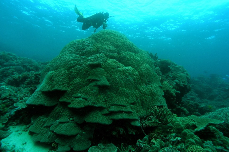 Handout shows Australian Institute Of Marine Science diver inspecting large Porites coral on the Great Barrier Reef