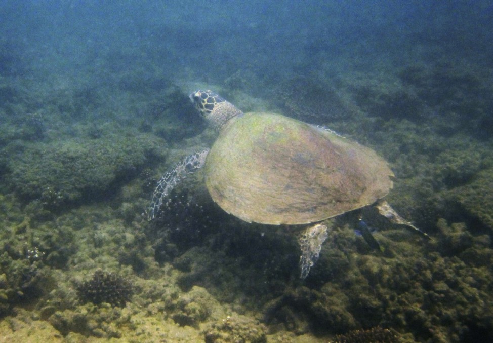 A marine turtle swims at the Great Barrier Reef in Great Keppel Island