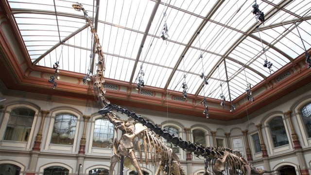 Dinosaurier aus dem Berlinier Museum für Naturkunde war leichter als gedacht