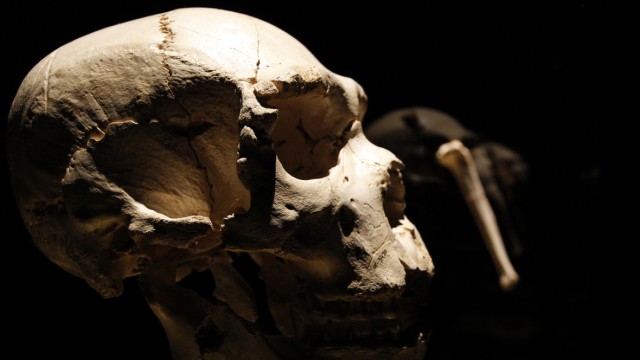 Schädel eines Homo heidelbergensis