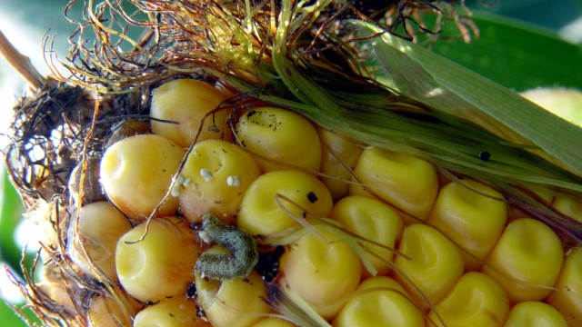 Genmais MON 810 bekämpft häufigsten Schädling Monsanto
