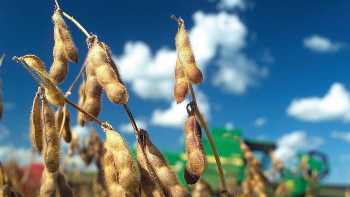Tipps für den Einkauf von Sojaprodukten: Der Soja-Anbau wächst weltweit. Der Großteil geht allerdings ins Tierfutter ein.