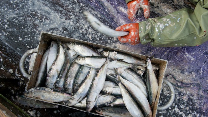 Küstenfischer Heringe Fischerei Reform EU