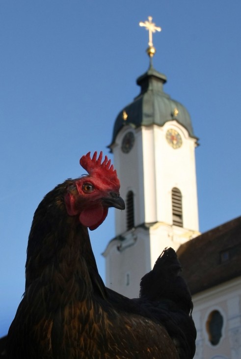 Huhn vor Kirchturm der Wieskirche