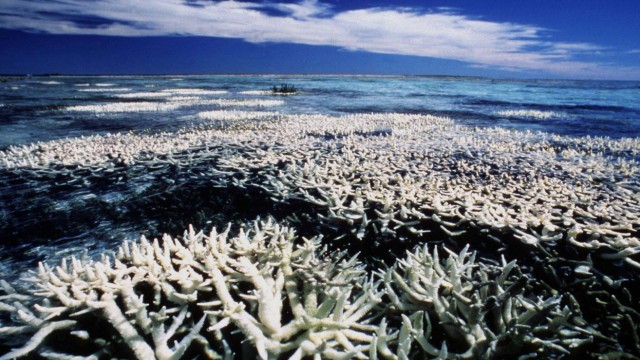 Korallenbleiche am Great Barrier Reef vor der Küste Australiens. Die Erderwärmung wird dazu führen, dass die meisten Korallenriffe der Welt in den nächsten Jahrzehnten "erbleichen" werden.
