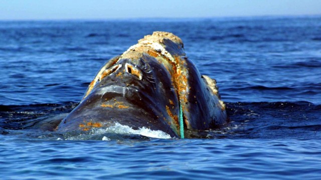 Wal im Fischernetz verfangen