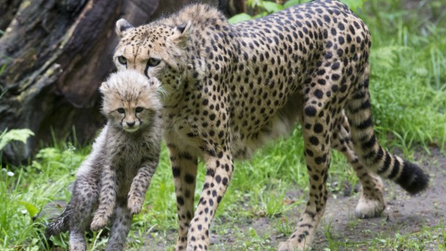 Junger Gepard aus Nuernberger Zoo ausgebuext