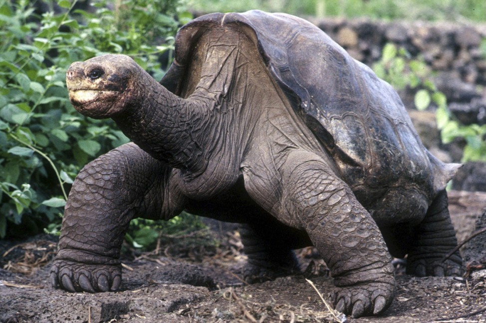 File photo of Lonesome George in Puerto Ayora