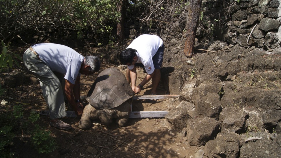 The dead body of giant Galapagos tortoise 'Lonesome George' is moved on a stretcher from his corral in the island of Puerto Ayora, the Galapagos Islands