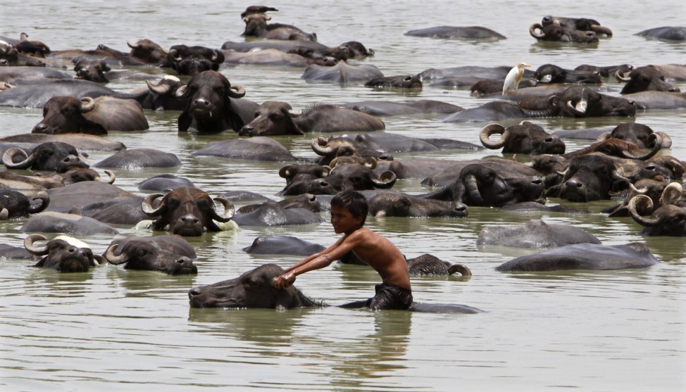A boy sits on a buffalo as he cools off in a pond during a hot summer day at Jetapura village