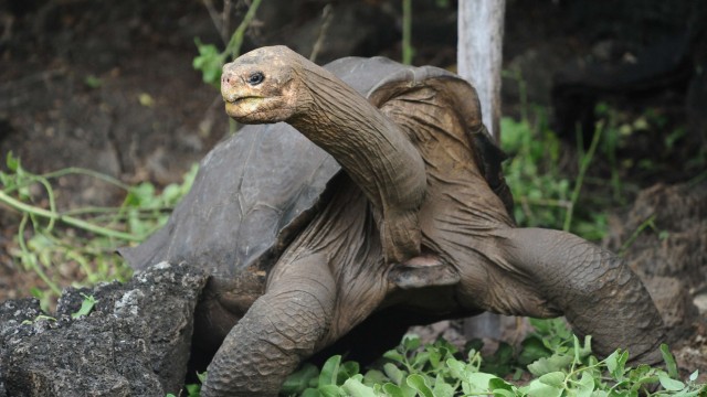 Die besten Blogs zum: Das zirka hundert Jahre alte und etwa 90 Kilo schwere Riesenschildkröten-Männchen "Lonesome George" verstarb am 24. Juni 2012 an Herzversagen. Er wurde 1972 auf der Galápagos-Insel Pinta gefunden und  lebte seitdem in einer Forschungsstation auf der Galápagos-Insel Santa Cruz.