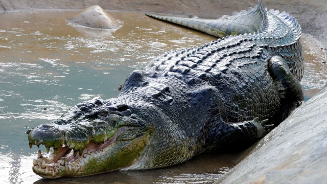 Größtes Krokodil der Welt "Lolong": Das Riesenkrokodil "Lolong" ging den Anwohnern der Stadt Bunawan nach drei Wochen Jagd in die Falle. Seitdem ist er die Attraktion eines Ökoparks - vermutlich bis ein größerer seiner Art gefunden wird.