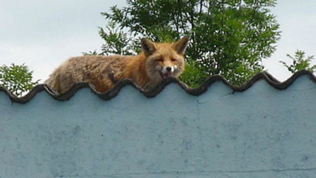 Fuchs auf Dach